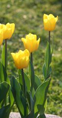 Tulpen - Frühling, Frühjahr, Frühblüher, Tulpe, Blüte, Zwiebelgewächs, Meditation, Schreibanlass, gelb