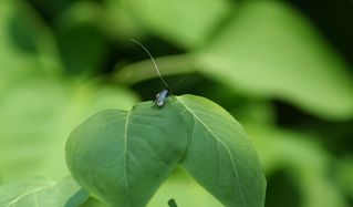 Langhornmotte  - Käfer, Schmetterling, Motte, Fühler, Insekt, Adela reaumurella