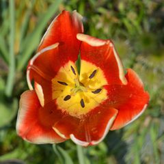 Tulpenblüte - Blüte, Blume, Pflanze, Tulpe, Tulipa, Liliengewächs, Staubgefäße, Stempel, Symmetrie, symmetrisch