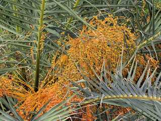 Kanarische Dattelpalme - Fruchtstand #2 - Palme, Dattelpalme, Kanarische Inseln, Pflanze, Palmengewächs, Früchte, Fruchtstand, Palmwedel