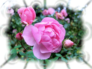 Eine Rose - Rose, Effektbild, Blume, Blüte