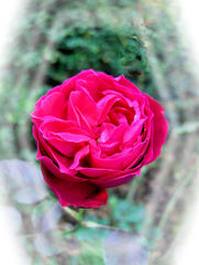 Eine Rose - Rose, Effektbild, Blume, Blüte