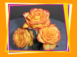 Rosen - Rose, Effektbild, Blume, Blüte