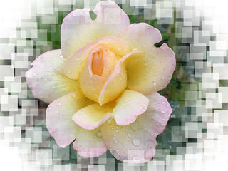 Eine Rose - Rose, Effektbild, Blume, Blüte, Muttertag, Geburtstag