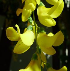 Goldregen #1 - Goldregen, giftig, Laburnum, Bohnenbaum, Goldrausch, Gelbstrauch, Schmetterlingsblütler