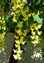 Goldregen #2 - Goldregen, giftig, Laburnum, Bohnenbaum, Goldrausch, Gelbstrauch, Schmetterlingsblütler