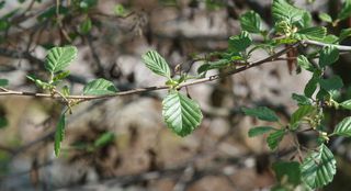 Erle #2 - Erle, Schwarzerle, Birkengewächs, Alnus, Betulaceae, einhäusig