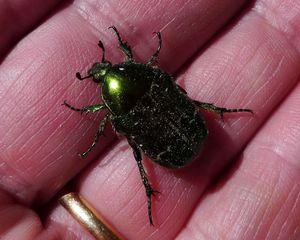 Goldkäfer #1 - Käfer, grün, schillernd, Insekt, glänzen, Cetonia aurata