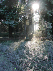 Sonnenstrahlen im Wald - Sonne, Sonnenstrahlen, Strahlen, Licht, Winter, Meditation, Wald, Raureif