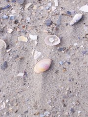Muscheln am Strand  - Muscheln, Muschel, Meer, Sand, Strand, Splitter, zerbrochen