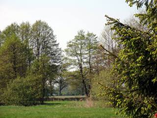 Blick in den Frühling - Frühling, grün, Bäume, April