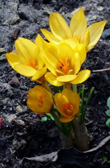 gelber Krokus - Krokus, Frühblüher, Frühling