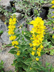 Gilbweiderich - Goldfelberich - Gilbweiderich, Felberich, Goldfelberich, Blume, Blüte, Pflanze, gelb, Primel