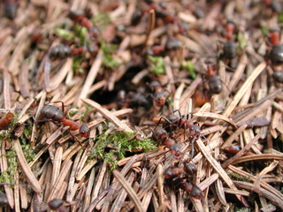 Ameisen - Ameise, Waldameise, Ameisenhaufen, Gewimmel, fleißig, klein, emsig, viele, schleppen, krabbeln