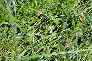 Versteckte Heuschrecken - Heuschrecke, Heuschrecken, Insekten, Gras, Sommer