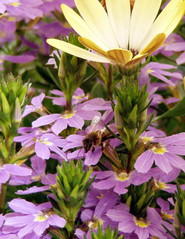 Hummel auf Fächerblume - Hummel, Insekt, Fächerblume, lila