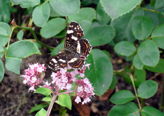 Schmetterling #1 - Schmetterling, Blüte, Sommer, Insekt, Landkärtchen