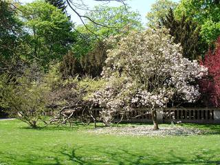 Frühlingsimpression - Frühling, Jahreszeit, Bäume, blühen, Impressionen
