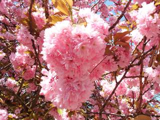 Japanische Blütenkirsche#2 - Blüte, rosa, Frühling, blühen