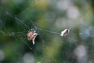 Kreuzspinne4# - Spinne, Kreuzspinne, Spinnennetz, Webspinne, Radnetzspinne, Beute, fressen