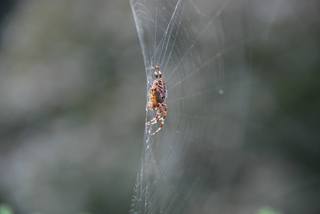 Kreuzspinne#7 - Spinne, Kreuzspinne, Spinnennetz, Webspinne, Radnetzspinne, Netz