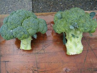 Brokkoli - Brokkoli, Broccoli, Bröckelkohl, Spargelkohl, Winterblumenkohl, Sprossenkohl, Kreuzblütengewächs, Kohlgemüse