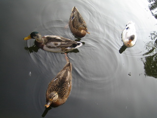 Vier schwimmende Stockenten  - Ente, Stockente, vier, Wasser, Tiere, Enten, schwimmen, Wasservogel