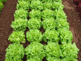 Kopfsalat #2 - Salat, Beet, Kopfsalat, Salatköpfe, zwanzig, Häuplsalat, Häuptelsalat, Häupelsalat