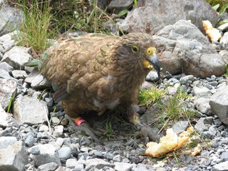 Kea, frecher Papageienvogel aus Neuseeland - Kea, Papagei, Neuseeland