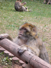 Berberaffe - Affe, Berberaffe, Magot, Primate, Backentaschenaffe