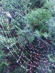 Spinnennetz mit Regentropfen#2 - Spinne, Spinnennetz, Regentropfen