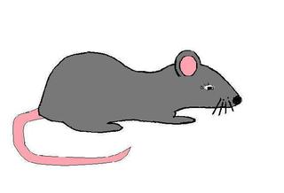 Ratte - Ratte, Anlaut R