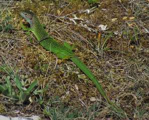 Westliche Smaragdeidechse (Lacerta bilineata) - Smaragdeidechse, Eidechse, Männchen, Prachtkleid, Balzkleid, Reptil