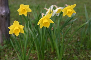 Märzenbecher - Blume, Narzisse, Osterglocke, Märzenbecher, gelb, Garten, März, Frühling, Frühblüher, Zwiebel