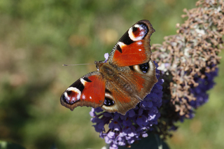 Schmetterling  Tagpfauenauge - Tagpfauenauge, Insekten, Schmetterlinge, Edelfalter, Fleckenfalter, Inachis io