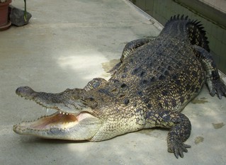 Krokodil - Krokodil, crocodile, Reptil, Anlaut K, Struktur, Oberfläche