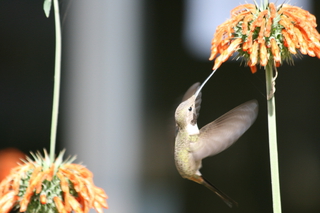Kolibri - Blütenbestäubung, Chile, Anden, Kolibri
