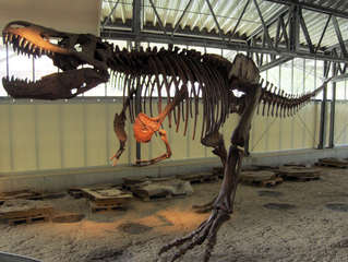 Dinosaurier in einem Dino-Park #26 - Skelett - Urzeit, Dinosaurier, Saurier, groß, ausgestorben, Urzeittier, Urzeittiere, gefährlich, Krallen, Echse, Evolution, Drache, Biologie, Dino, Fossil, Skelett, Knochen