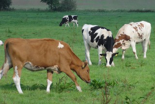 Kühe - Kuh, Kühe, Rasse, Kuhrasse, Rind, braun, schwarz, schwarz-weiß, Vererbung, Mendel