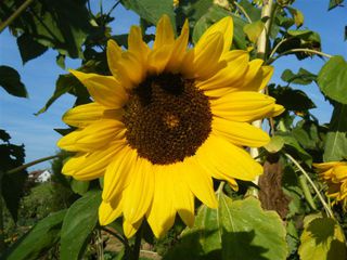 Sonnenblume - Sonnenblume, Blume, Spätsommer, Herbst, Korbblütler, Blüte, gelb