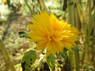 Sonnenblume - Sonnenblume, Blume, Spätsommer, Herbst, Korbblütler, Blüte, gelb