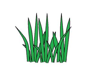 Gras - Gras, Halme, grün, Büschel, Grasbüschel, Anlaut G, Rasen