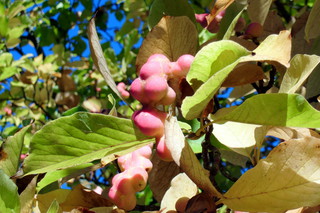 Magnolie - Frucht #1 - Magnolie, Ziergehölz, Samenpflanze, Bedecktsamer, Frucht, Fruchstand, Samen