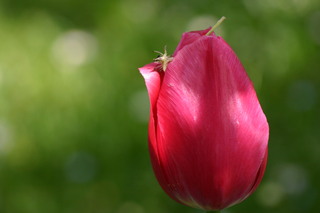 Die Tulpe - Tulpe, Garten, Frühling, rot, Blume, Sachunterricht, Blüte, Komplementärkontrast, Farbkontrast