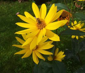 Blüte mit Biene - Blume, Blüte, gelb, Biene