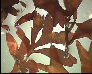 Alge (Phyllophora truncata) - Algen, Ostsee, Alge, Meer, Phyllophora truncata, Tang
