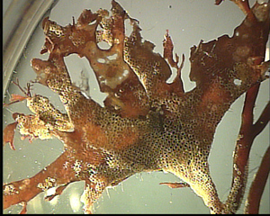 Alge (Phyllophora pseudoceranoides) - Algen, Ostsee, Phyllophora pseudoceranoides, Seerinde, Meer