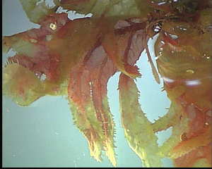 Alge (Phycodrys rubens) - Phycodrys rubens, Algen, Ostsee, Alge, Meer