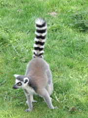 Lemur - Katta, Primat, Lemur, Affe, Maki, Madagaskar, Allesfresser, Feuchtnasenaffe