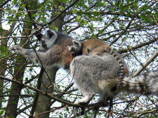 Lemur mit Nachwuchs - Katta, Primat, Lemur, Affe, Maki, Madagaskar, Allesfresser, Feuchtnasenaffe, Nachwuchs, Junges, Baby, Jungtier